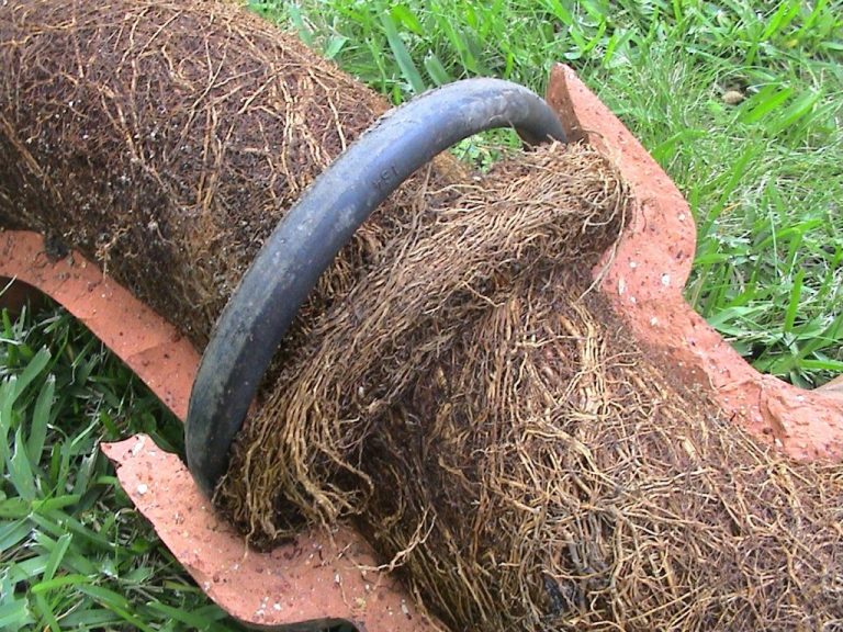 DYLSAL Plumbing Tree-Roots-Blocking-Sewer-Pipe